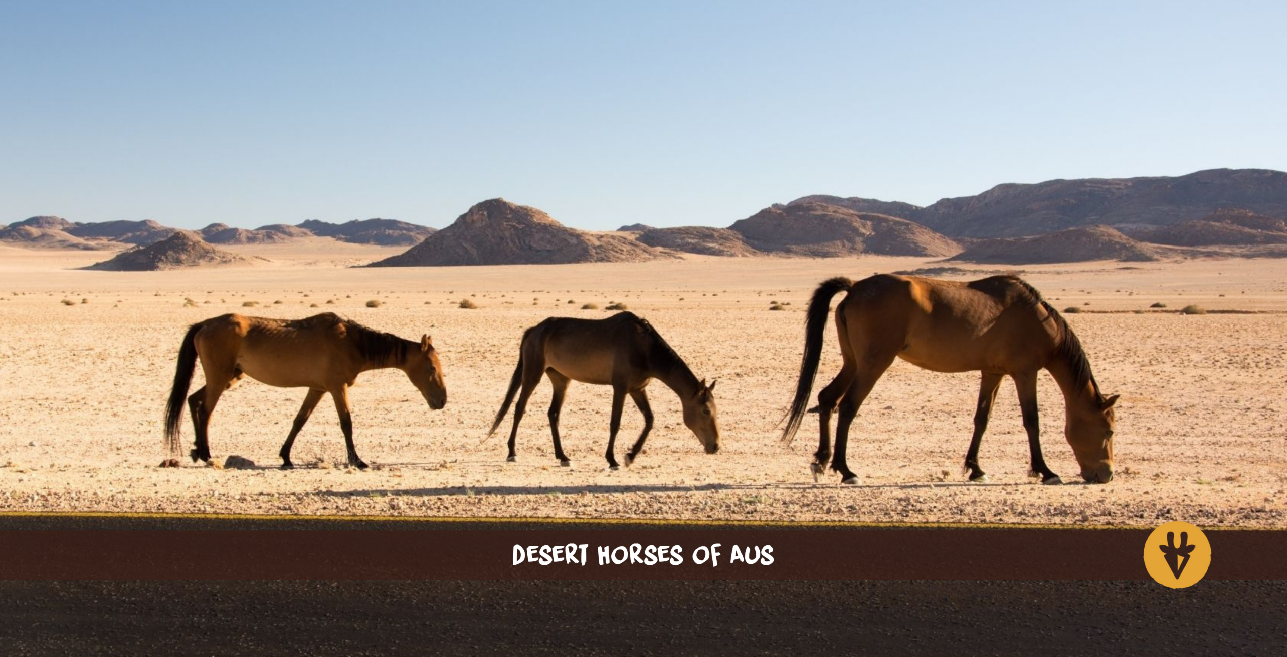 Tre cavalli del deserto in Namibia walking in fila indiana 