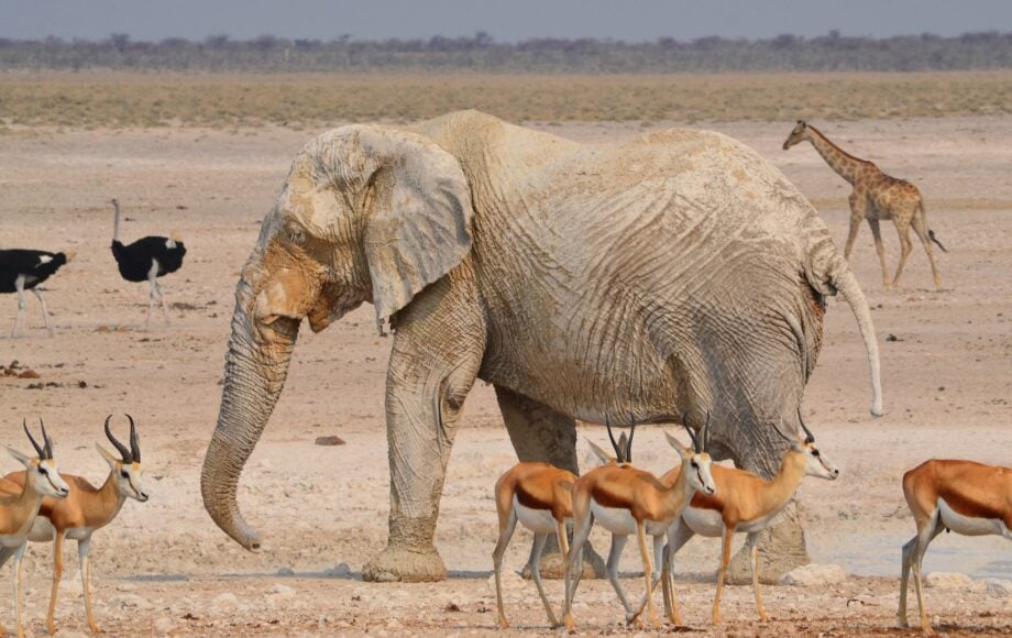 Elephant surrounded by springboks, ostriches and a giraffe in Namibia's Etosha National Park