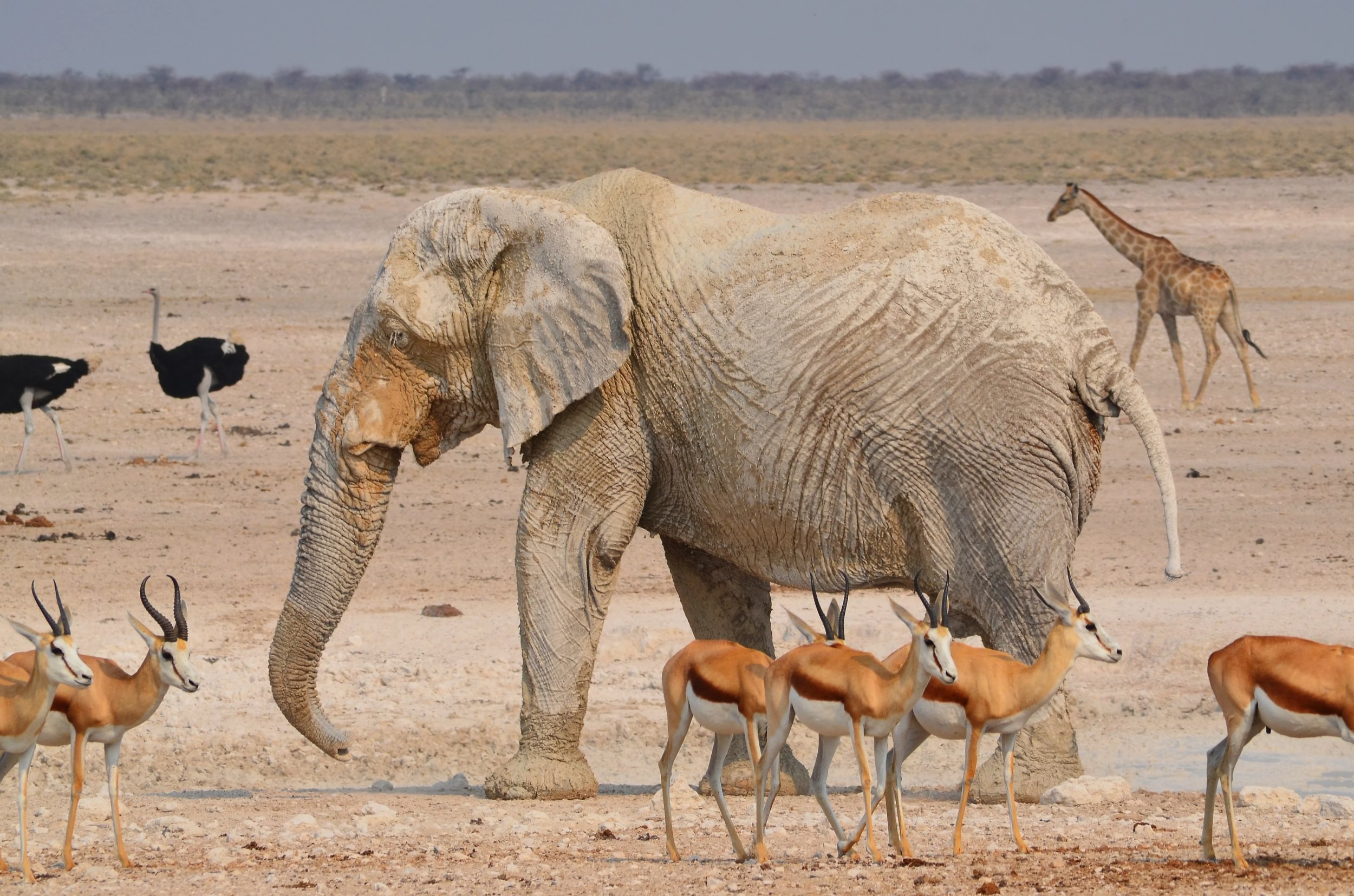 Elefanti, antilopi, struzzi e giraffe nel parco di Etosha in Namibia