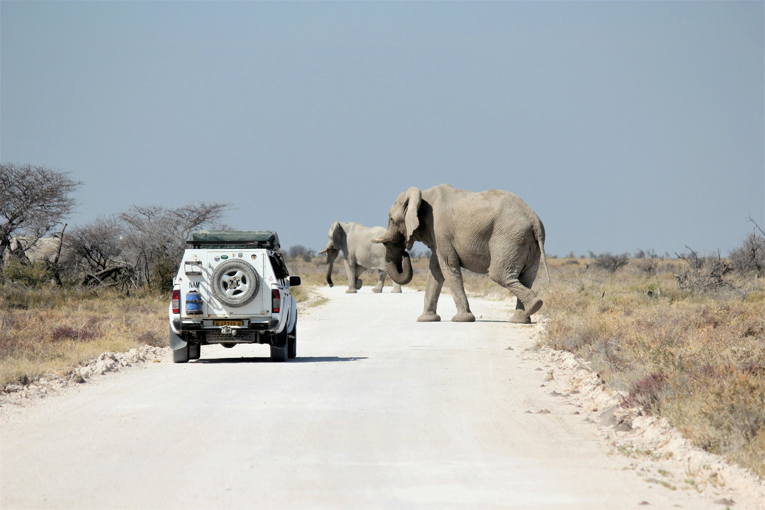 Elefanti attraversano la stradadavanti a una jeep safari nel parco di Etosha in Namibia