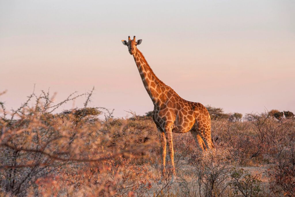 Giraffa al tramonto nel parco di Etosha