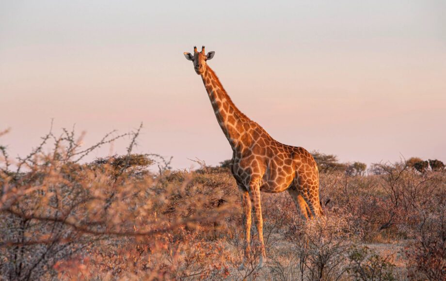 Giraffa al tramonto nel parco di Etosha