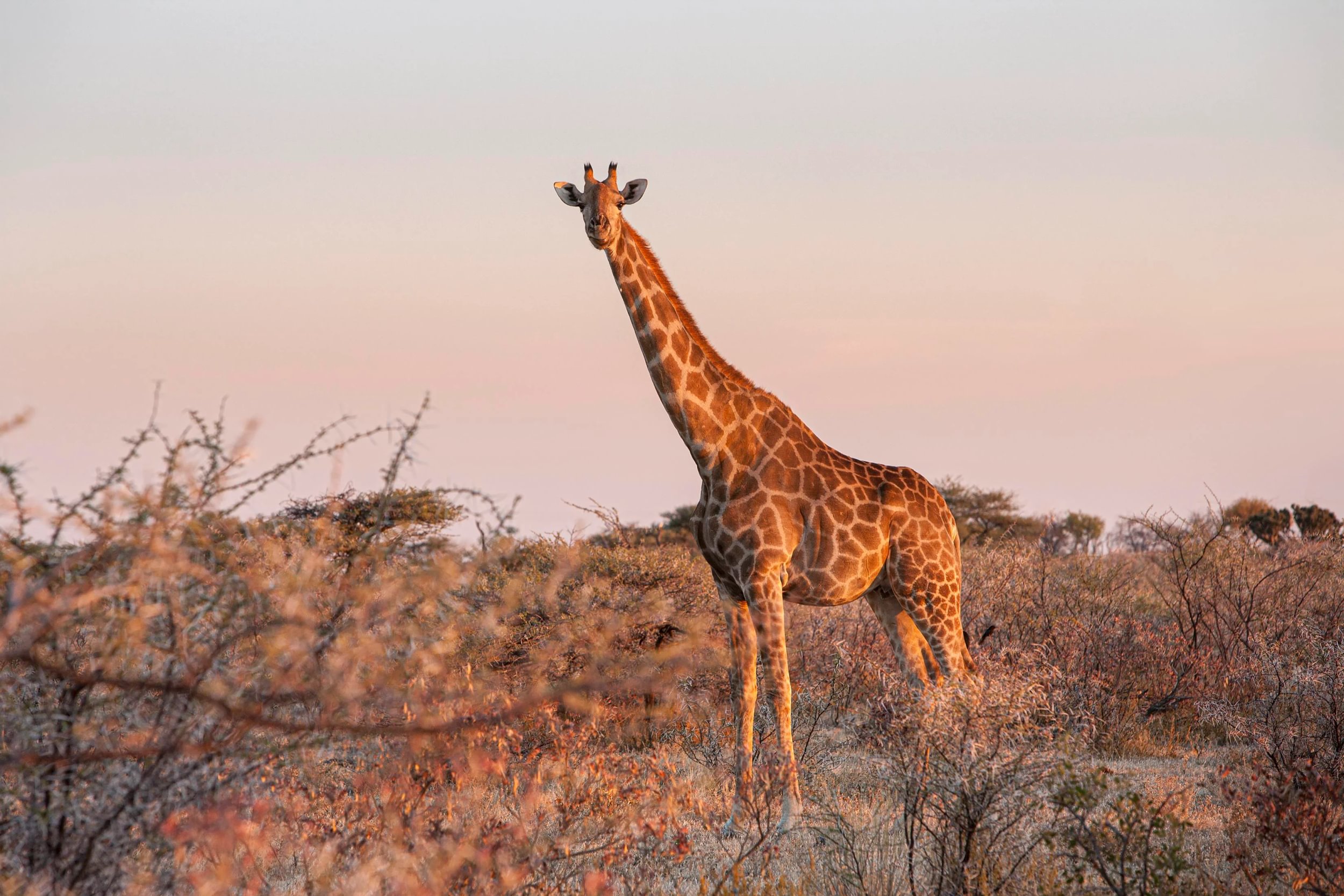 Giraffa in mezzo a cespugli al tramonto nel parco di Etosha in Namibia