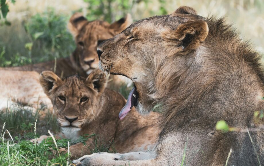 Leoni riposano all'ombra nel parco di Etosha