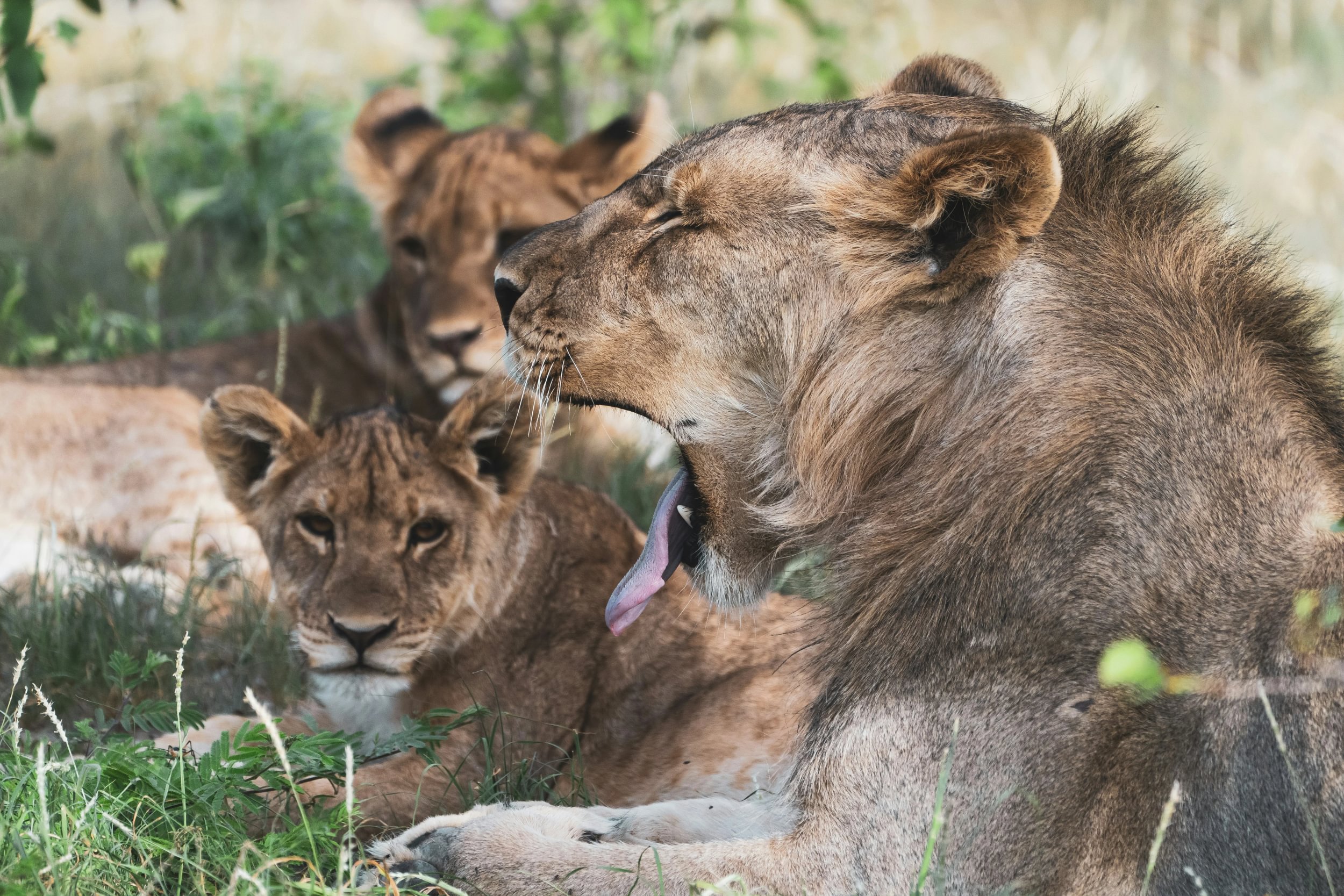 Leoni si riposano all'ombra nel parco di Etosha in Namibia