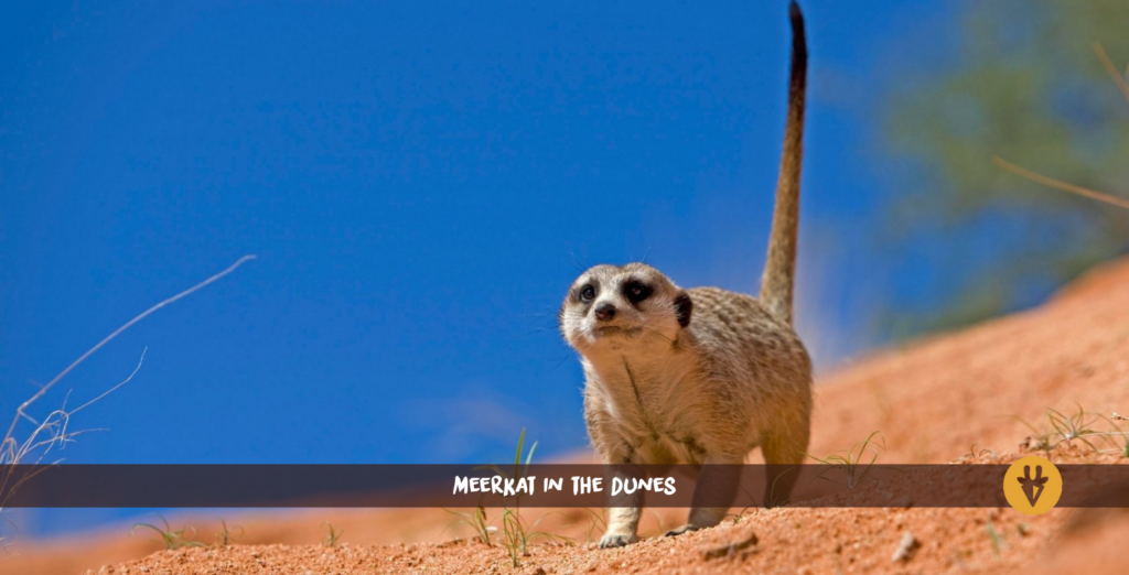 Suricate
