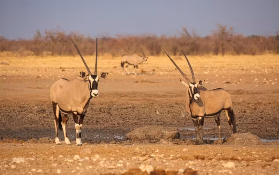 Orici alla pozza di Etosha in secca