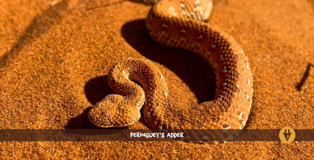 Vipera di Peringuey