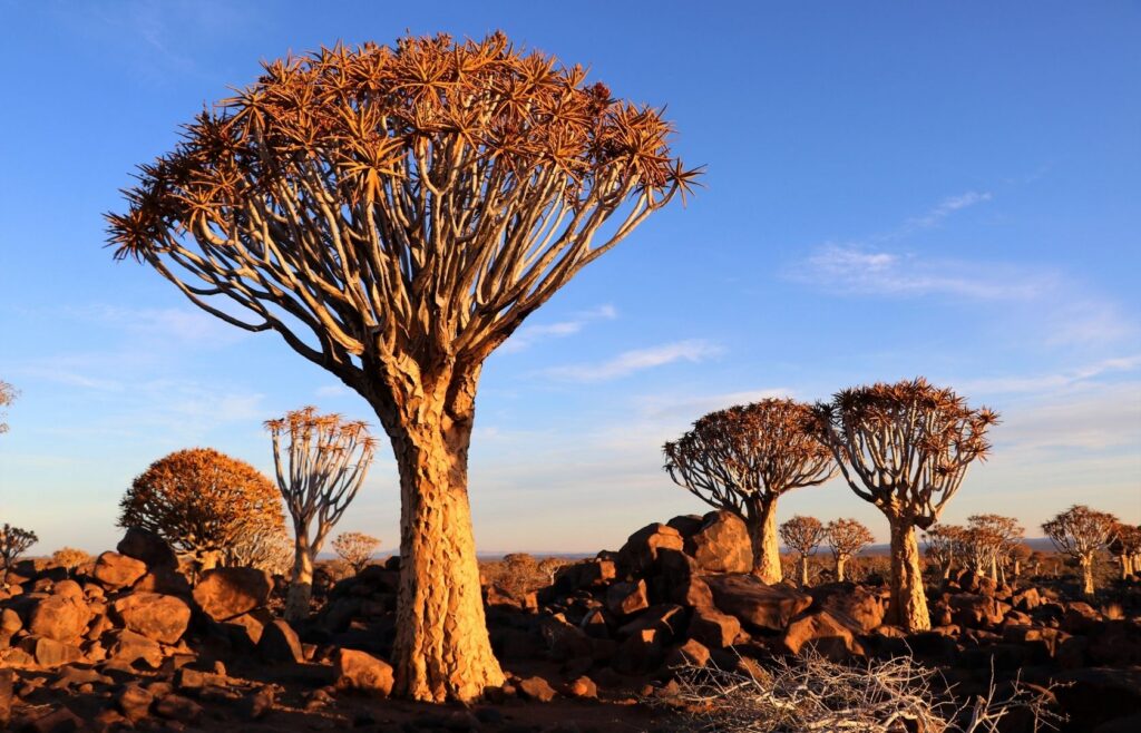 Alberi faretra