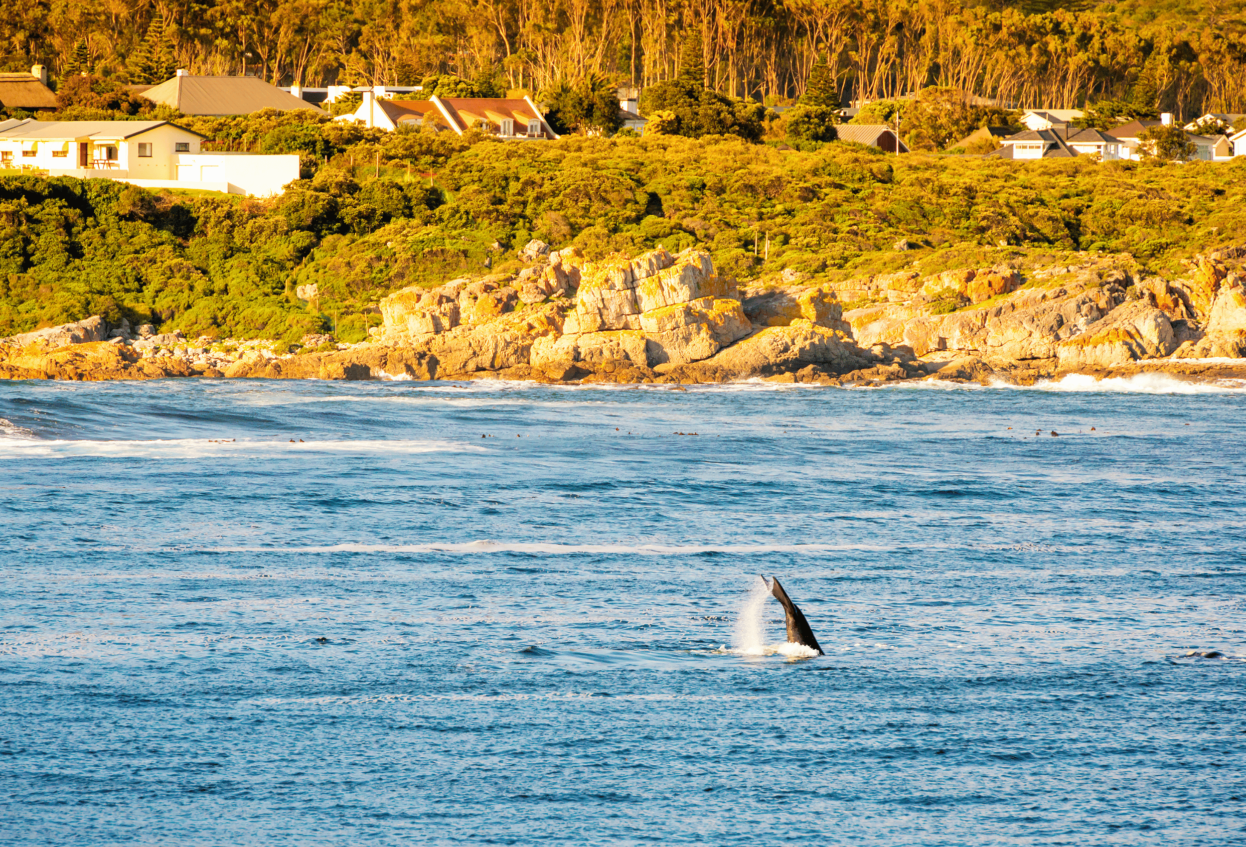 balena a Hermanus