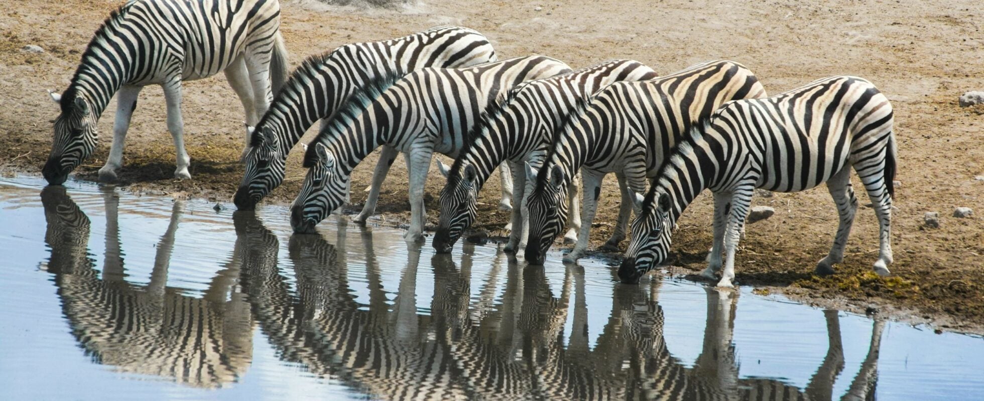 Zebre bevono alla pozza di Etosha