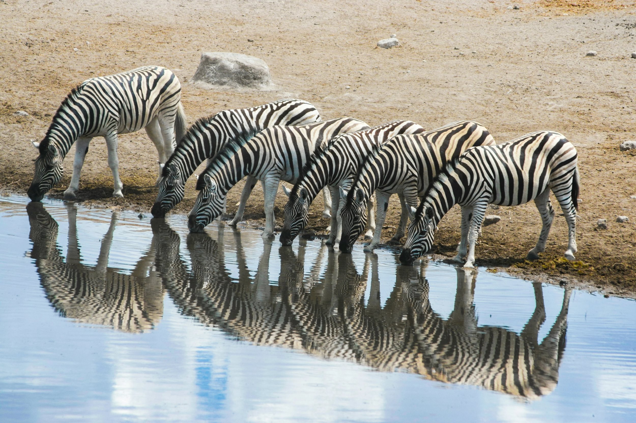 Zebre bevono alla pozza d'acqua nel parco di Etosha in Namibia