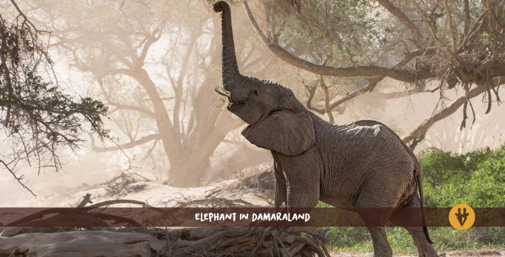 Elefante del deserto a Kunene Damaraland