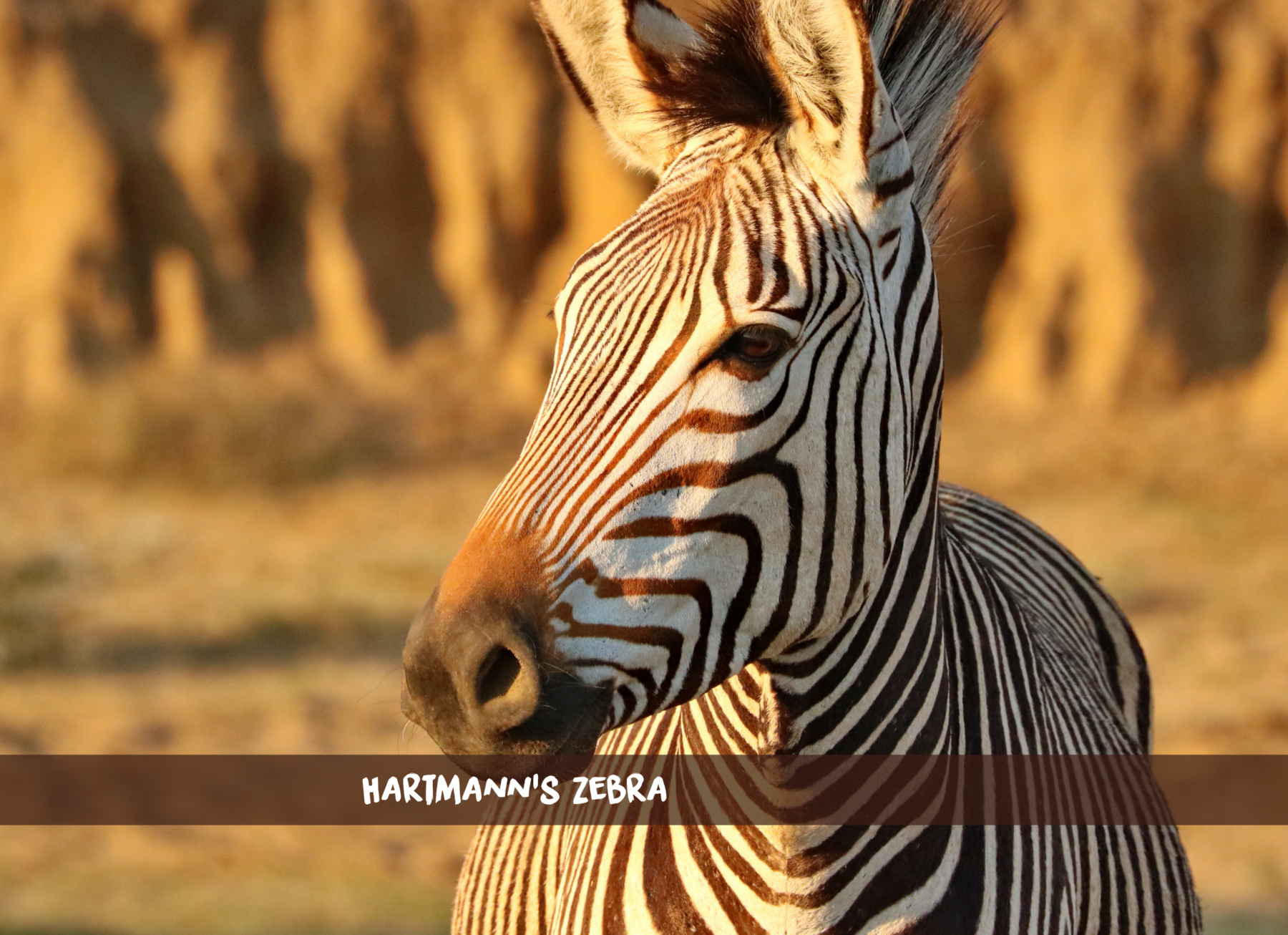 zebre di montagna di Hartmann