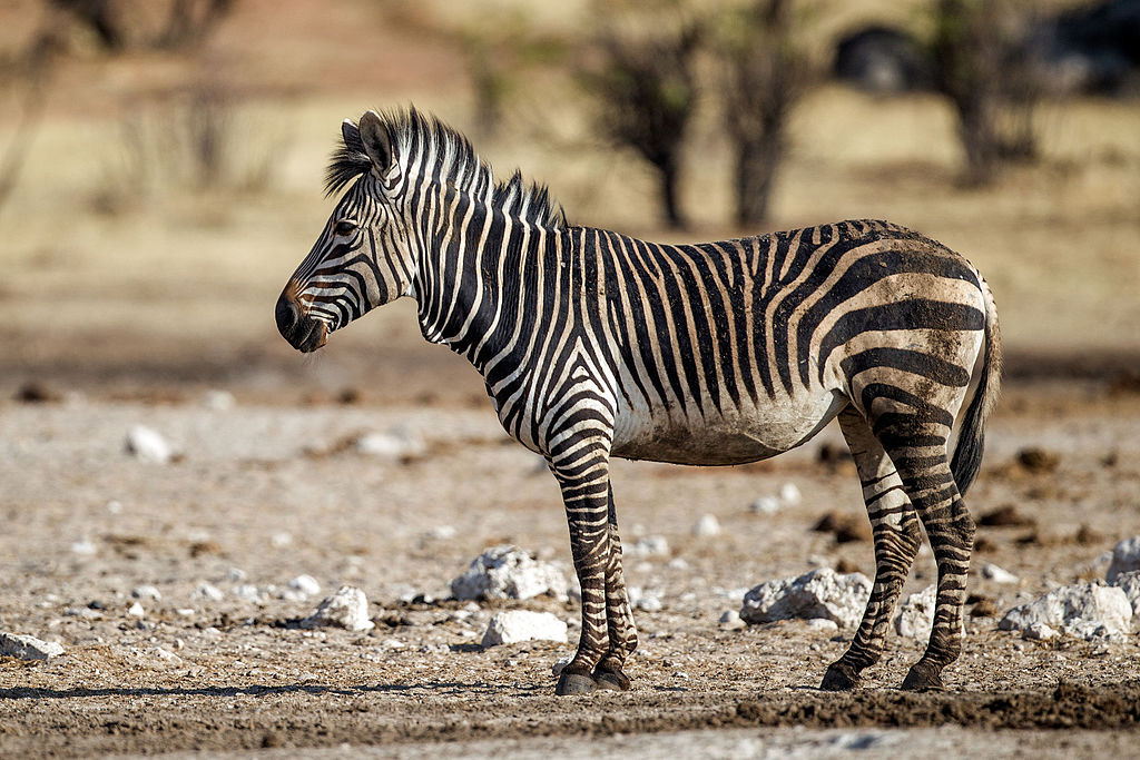 zebra Etosha
