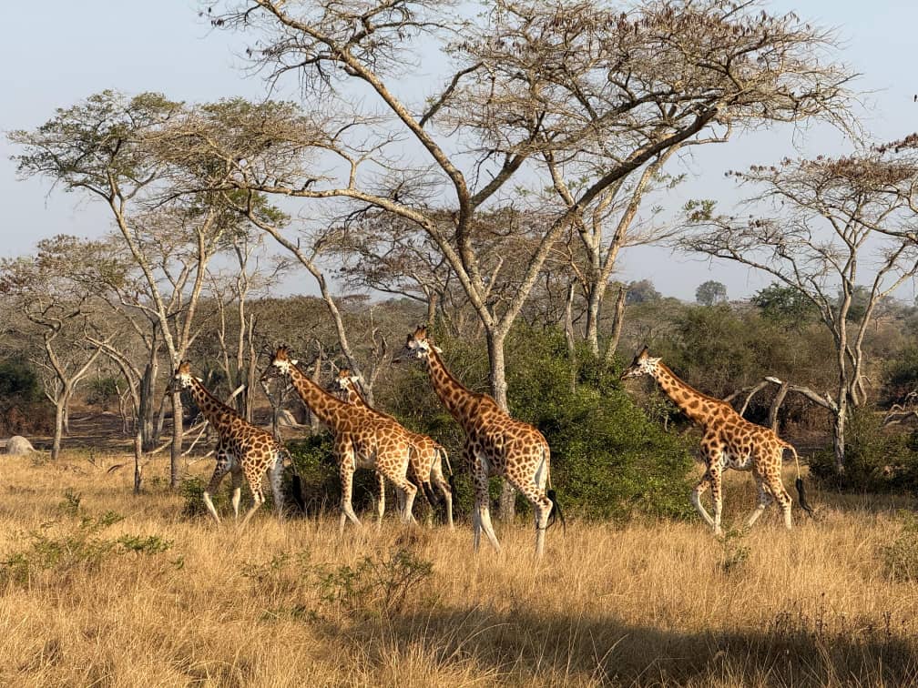Giraffes feeding beneath acacia trees on the Ugandan savannah.