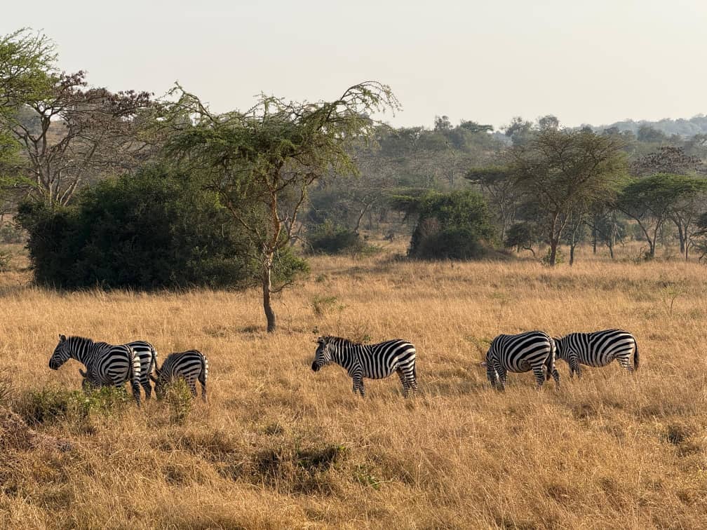 Zebre savana Uganda