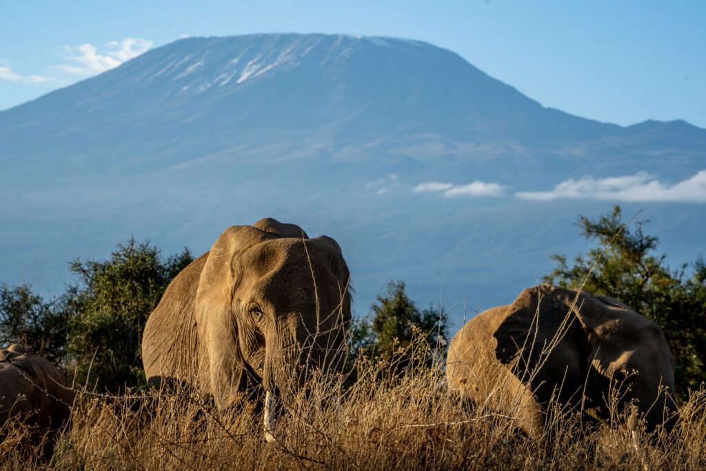 elefanti Amboseli Kenya