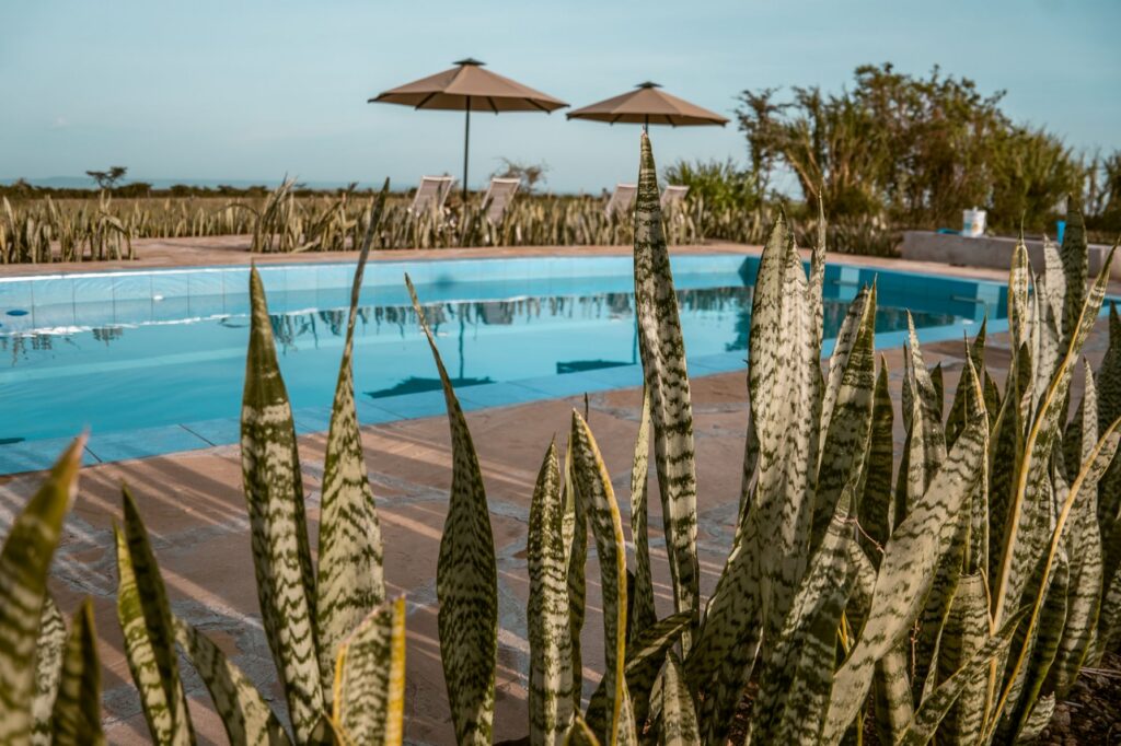 Zebra Plains Mara Camp piscina