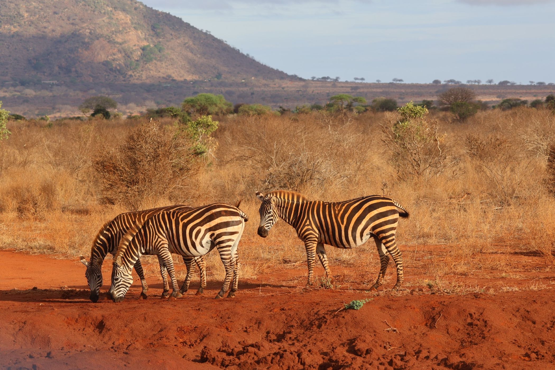 zebre Kenya