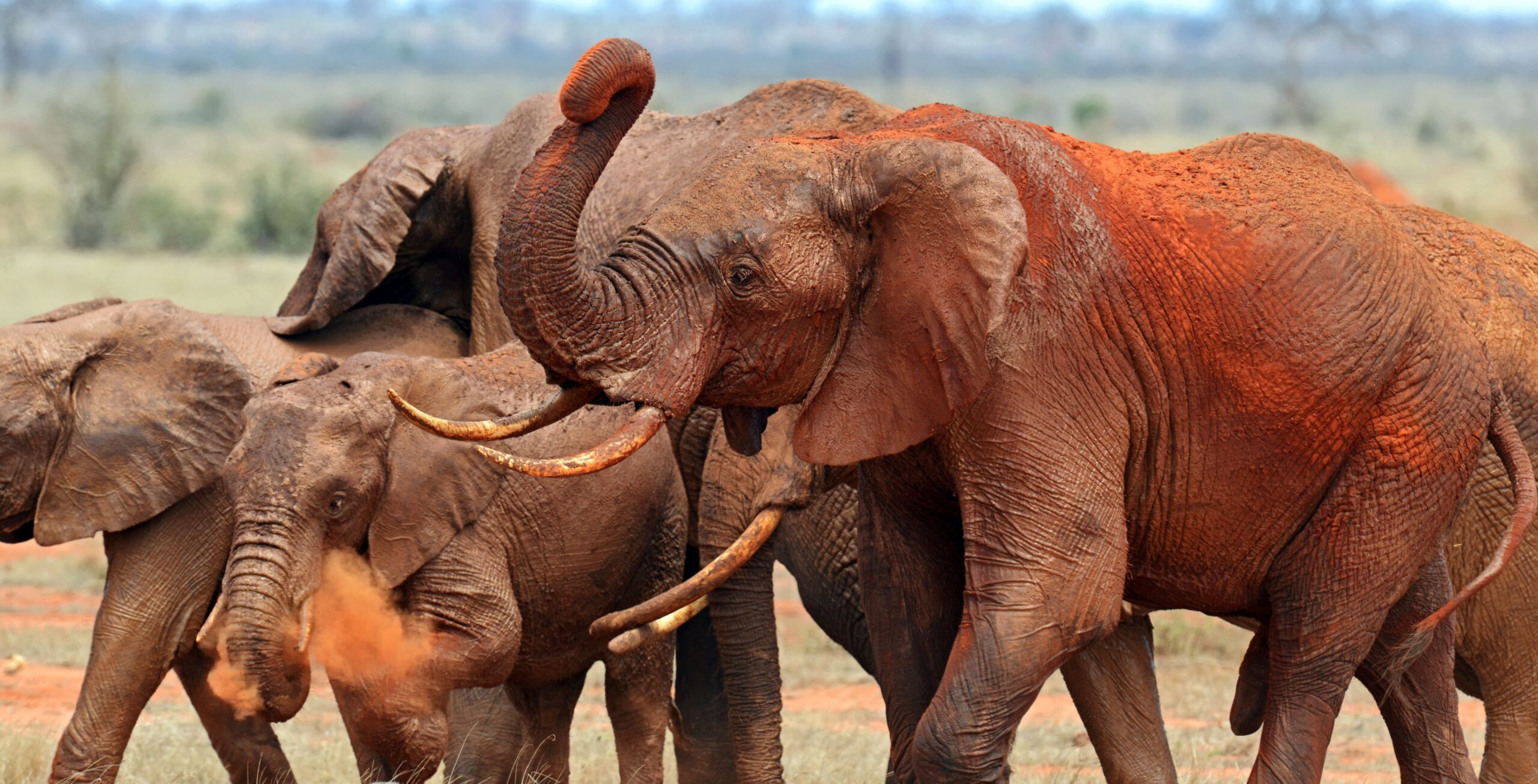 Elefanti Tsavo Est