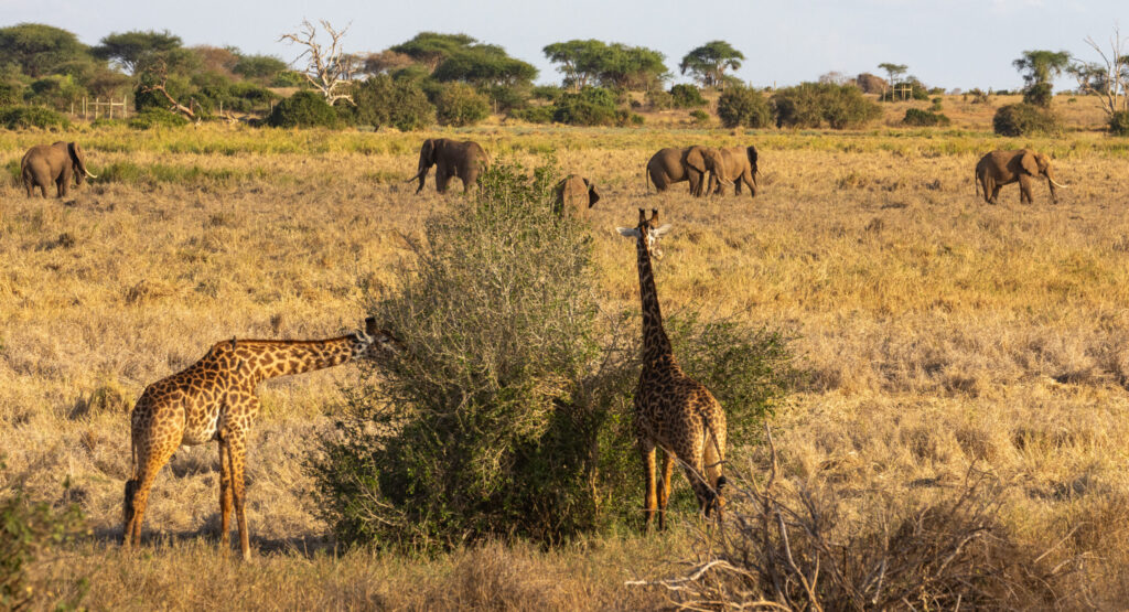Giraffe cespugli Tsavo East, Kenya.