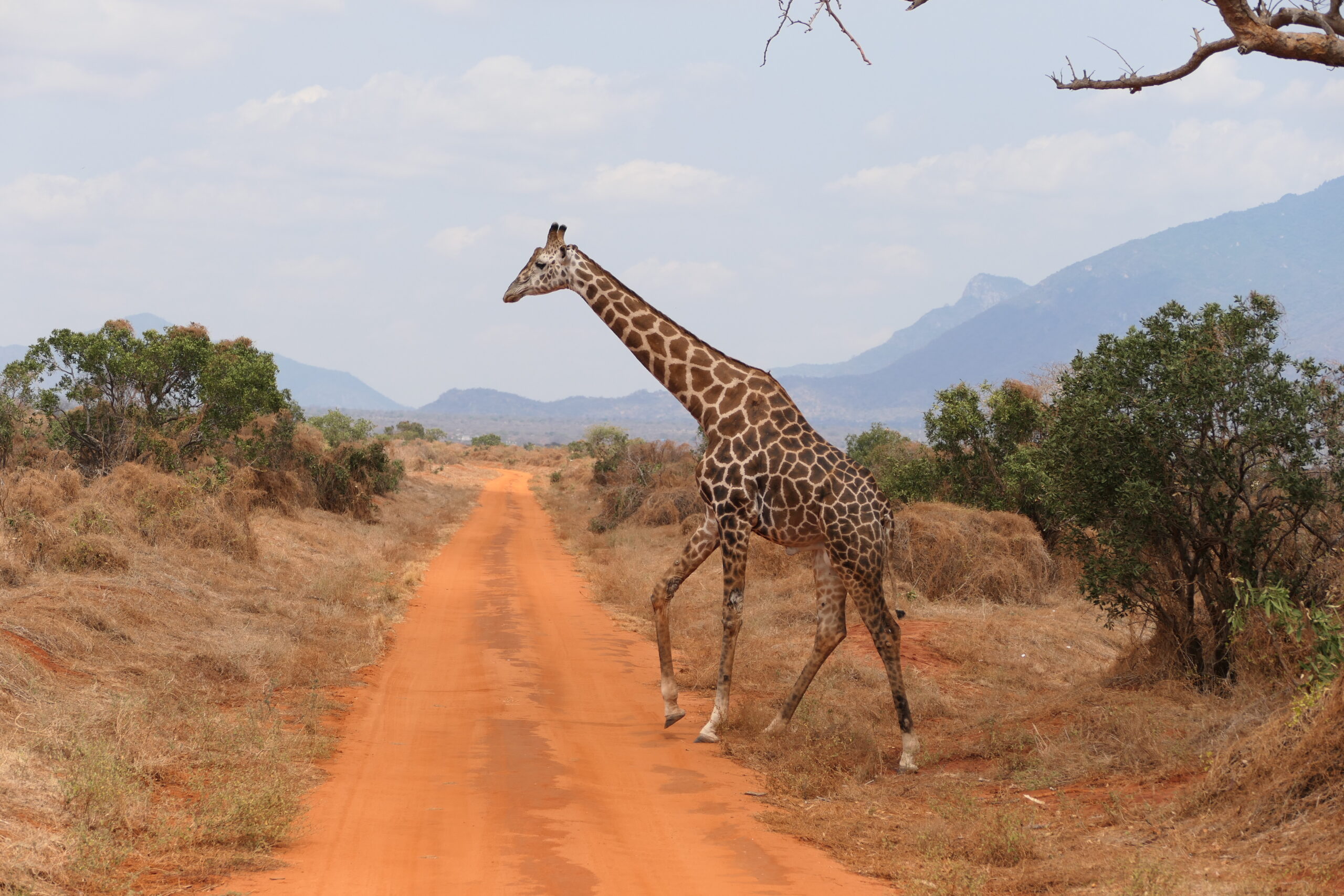 Giraffa Tsavo Ovest in Kenya