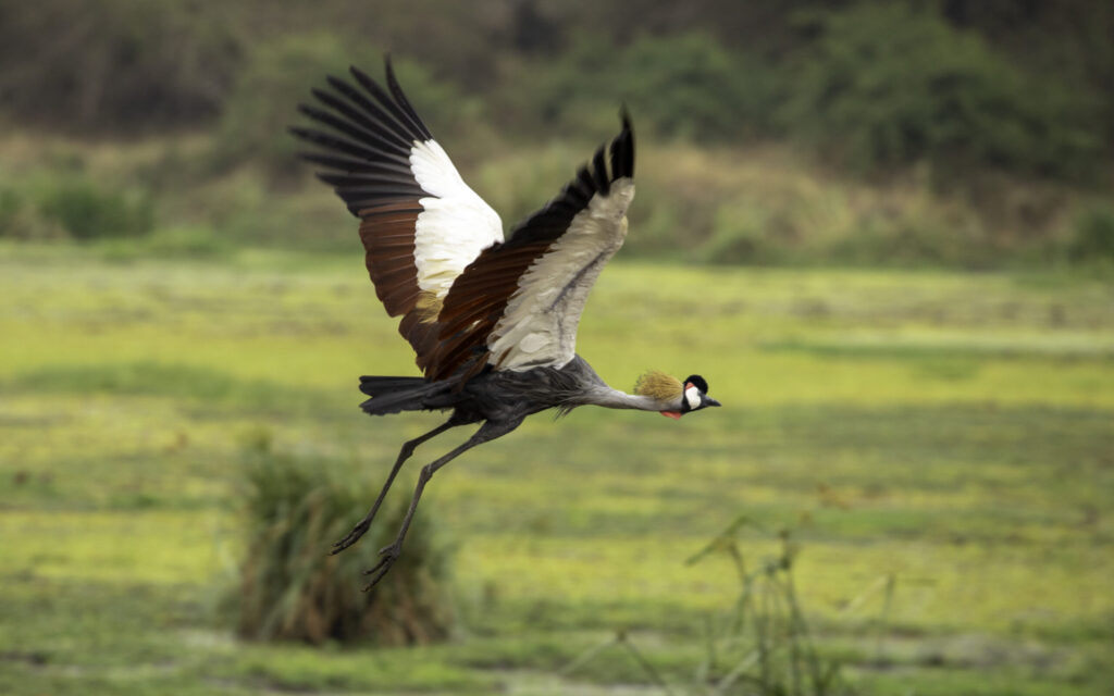 Gru coronata grigia Uganda