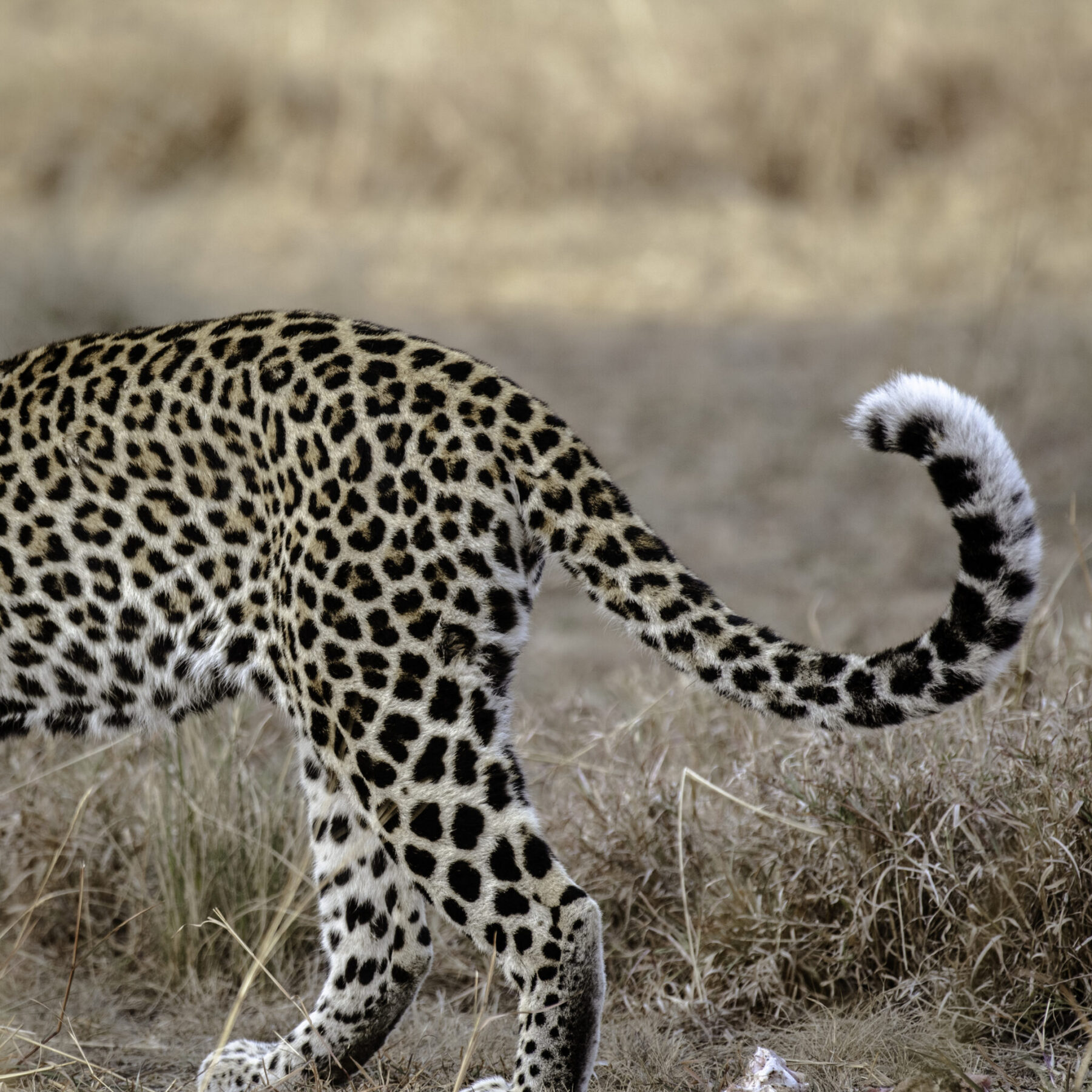 Leopardo nel parco Queen Elizabeth, Uganda.