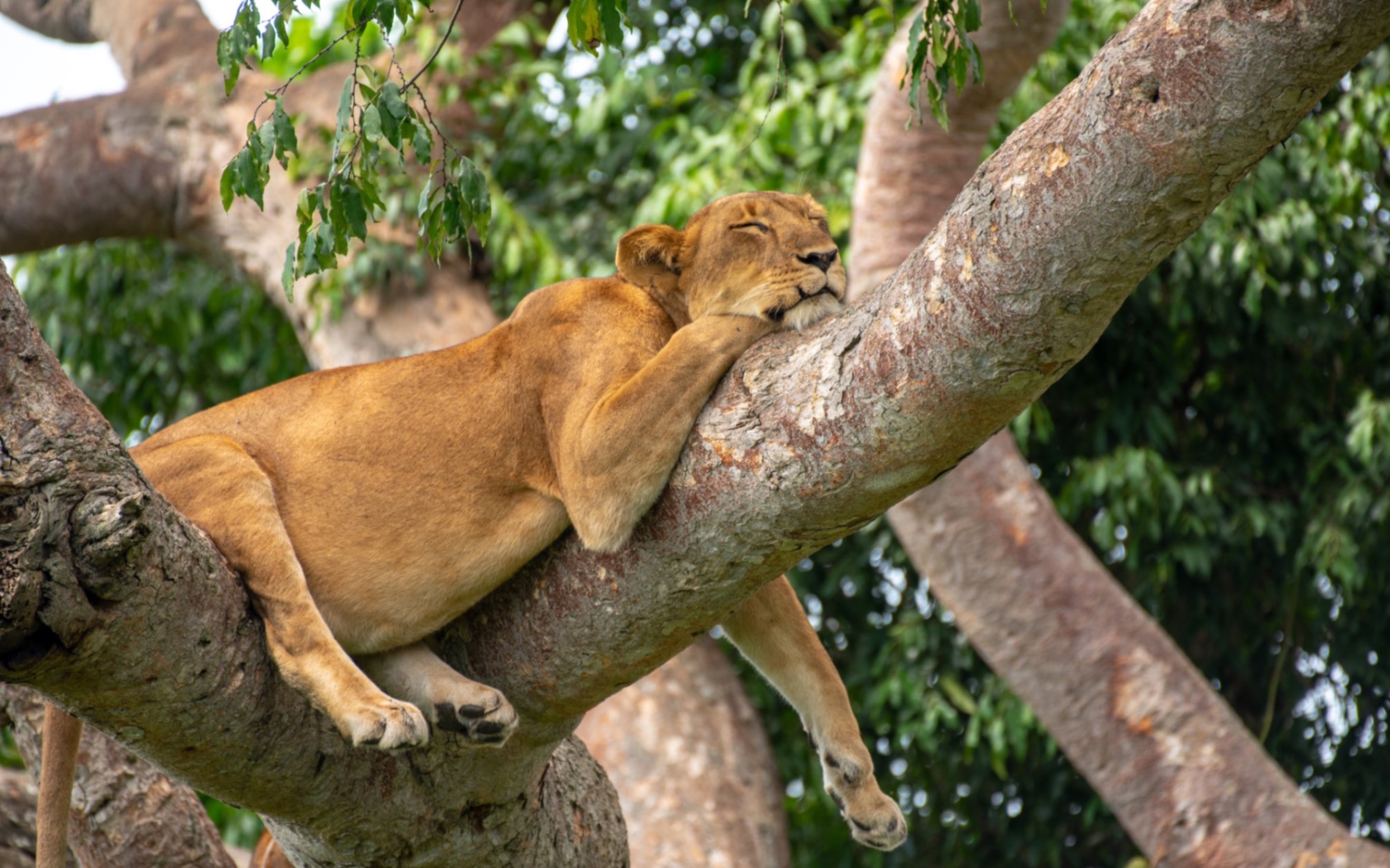 Leonessa parco Queen Elizabeth Uganda