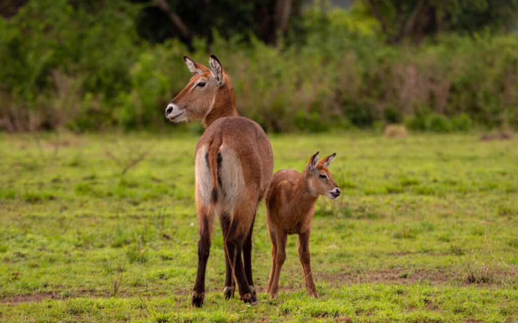 Antilope d'acqua con cucciolo