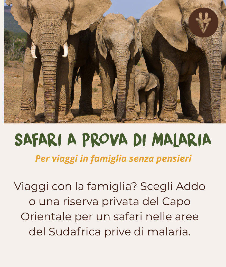 Safari per famiglie senza malaria al parco Addo o nel Capo Orientale.