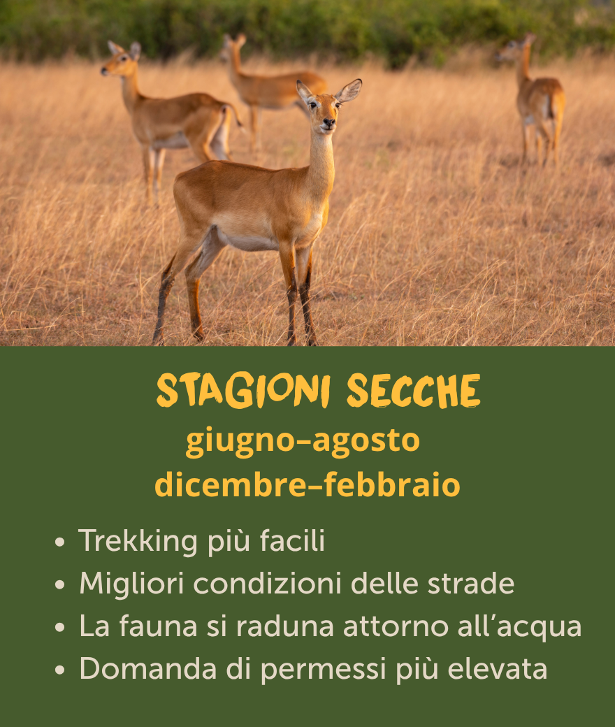 Dry seasons in Uganda from June to August and December to February, offering easier trekking, better roads and wildlife near water.