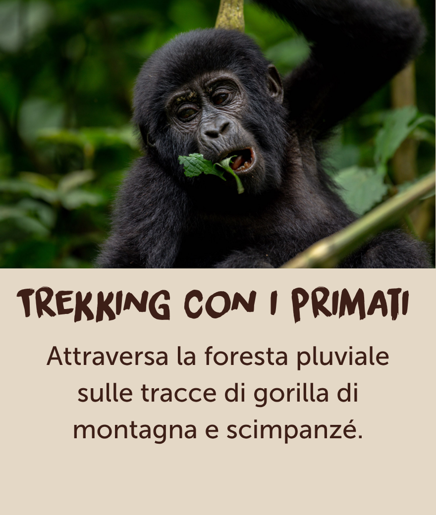 Young mountain gorilla eating leaves in Uganda’s rainforest.